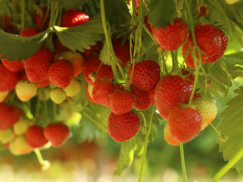 Forde Abbey Strawberries